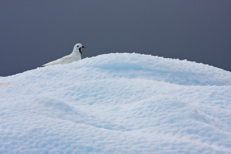 Snow Petrel On Iceberg